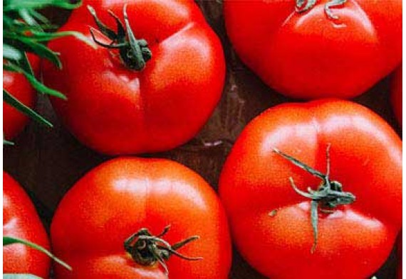 Pomidory – zdrowie ukryte w roślinie przywiezionej do Europy przez Krzysztofa Kolumba